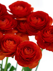 ラナンキュラス