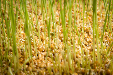 young green wheat grass