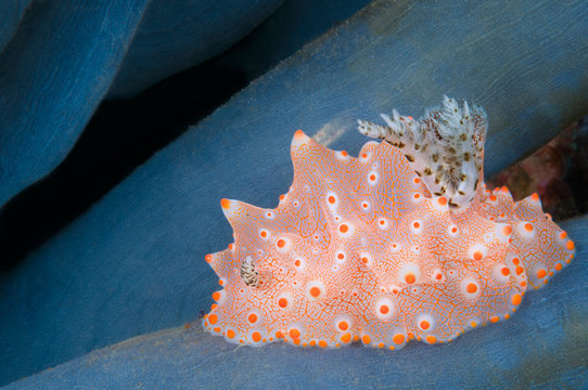 Underwater shot of an orange and white nudibranch, Halgerda batangas, Komodo, Indonesia, Indo-Pacific.  