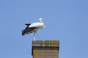 Storch im Nest auf Kamin