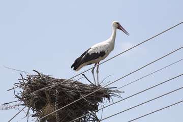Storch im Nest auf Kamin