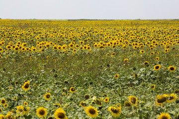 Naklejka premium Sonnenblumenfeld