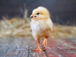 Chicken chick yellow. The beak is open, paw raised