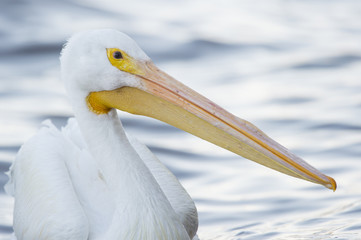 An American White Pelican portrait in soft light with a light water background.
