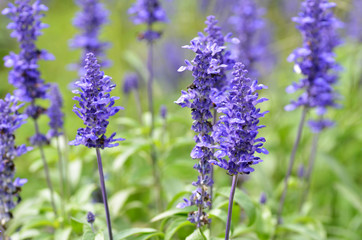 Blooming blue bugleweeds Ajuga