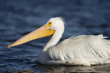 An American White Pelican swimming in bright blue water on a sunny day with its large bill standing out.