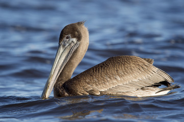 A juvenile Brown Pelican floats on the bright blue water on a sunny day showing off it's lovely feather patterns.