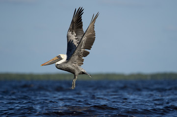 An adult Brown Pelican flies low over the water with its wings stretched straight up on a bright sunny day.