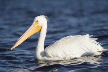 A large American White Pelican floats on the bright blue water on a sunny day.