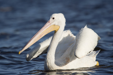 An American White Pelican swims in the bright blue water with its wings up in an awkward pose on a sunny day.