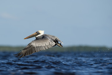 An adult Brown Pelican flies low over the water with its wings stretched forward and a splash on a bright sunny day.