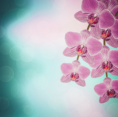 Fototapeta na wymiar Beautiful pink orchid branch on an abstract background of a delicate