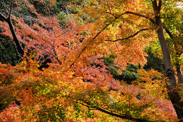 Autumn leaves in Sankeien Garden, Yokohama, Tokyo, Japan