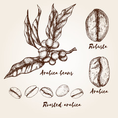 Hand drawn arabica and robusta beans. Types of coffee beans. - obrazy, fototapety, plakaty