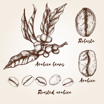 Hand drawn arabica and robusta beans. Types of coffee beans.