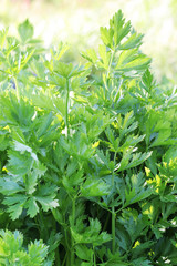 Fresh parsley growing