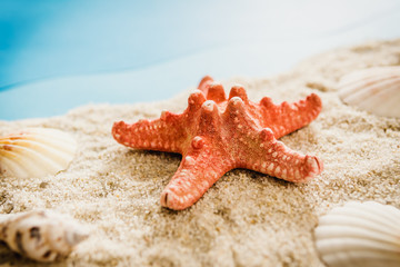 Fototapeta na wymiar holiday background with shells and starfish on the beach