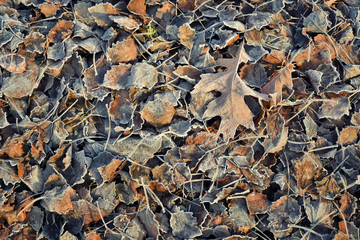 hoarfrost on foliage in fall