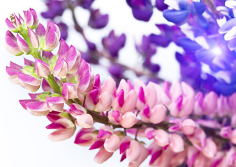Bouquet of lupines, small depth of sharpness