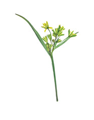 Pressed and dried flower gagea on stem with green leaves isolated