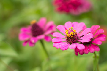 Obraz premium Pink flower of gerbera on garden. background concept.