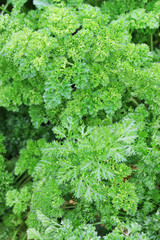 Fototapeta na wymiar Fresh curly parsley growing
