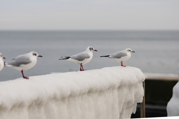  seagulls