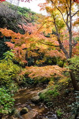 Autumn leaves in Sankeien Garden, Yokohama, Tokyo, Japan