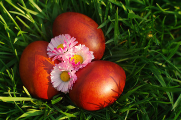 Easter red eggs and spring flowers in a green grass in spring sunny day, close up