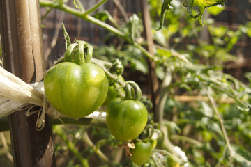 成長中のミニトマト