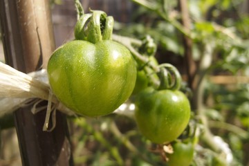 成長中のミニトマト