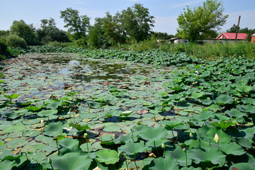 Pond with lotuses. Lotuses in the growing season. Decorative plants in the pond