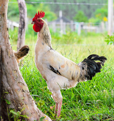 Red Crested Rooster
