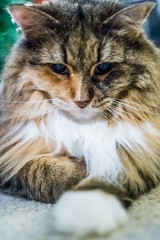 Closeup of angry maine coon cat looking down playing with paws