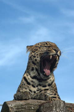 Leopard