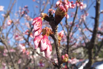 Cercles muraux Fleur de cerisier 寒緋桜の蕾