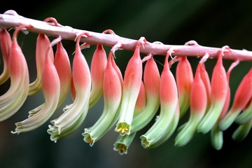 colombian flowers  in group pink and green