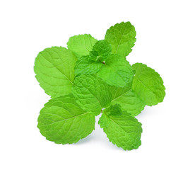mint leaf  on white background