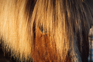 Closeup of a part of the head of a chestnut colored icelandic horse with long mane. Standing in sunshine looking in to the camera.