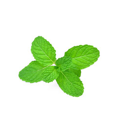 mint leaf  on white background