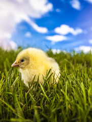 Easter little chicken in the spring time