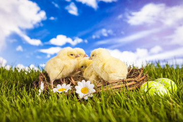 Obraz premium Easter little chicken in the spring time