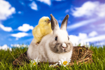 Fototapeta premium Easter chicken and rabbit in the spring time
