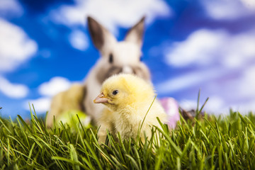 Easter chicken and rabbit in the spring time