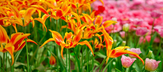 Pink and orange tulips background.