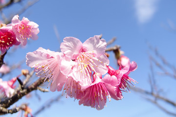 寒緋桜
