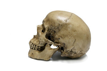 Fototapeta premium Human skull on isolated white background