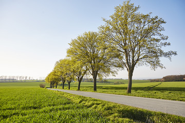  Bäume am Feldweg
