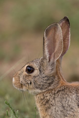 Naklejka na ściany i meble Cute Cottontail RAbbit