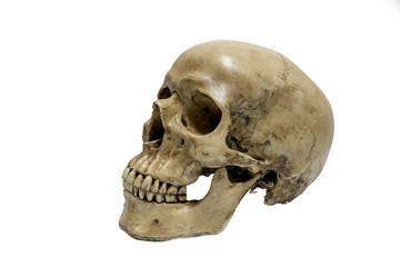 Human skull on isolated white background